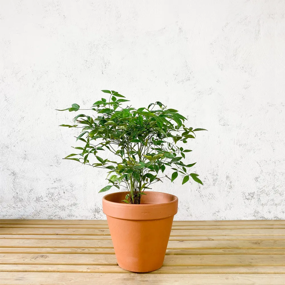 Nandina domestica 'Obsessed Seika' - Listo para Plantar