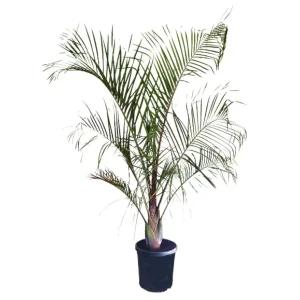 Neodypsis Decarii M32 160-180cm para Sembrar en Maceta