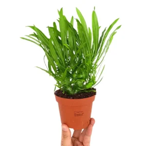 Pachypodium Lamerei M11 de Crecimiento Rápido