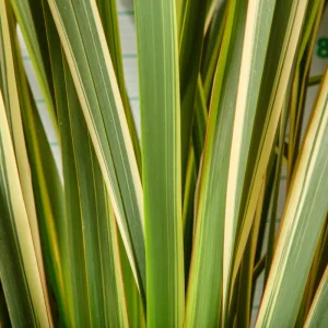 Phormium tenax 'Variegatum' con Alto Rendimiento