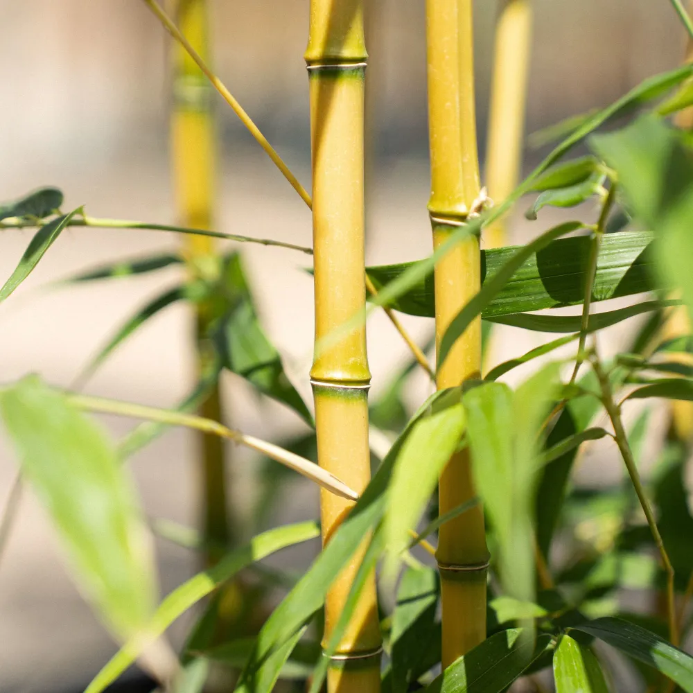 Phyllostachys 'Aureocaulis' (Bambú amarillo con surco) Variedad Heirloom