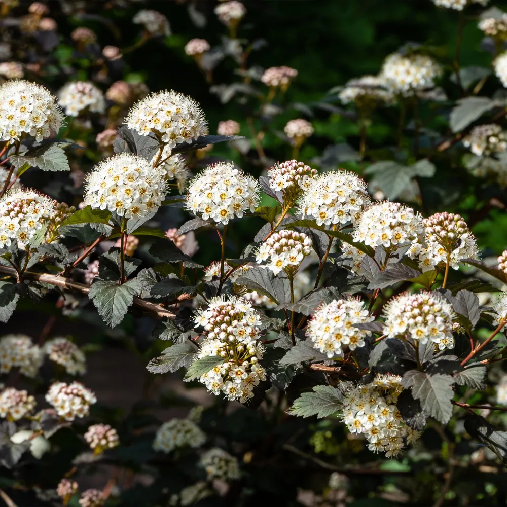 Physocarpus opulifolius 'Diabolo' con Garantí de Germinación