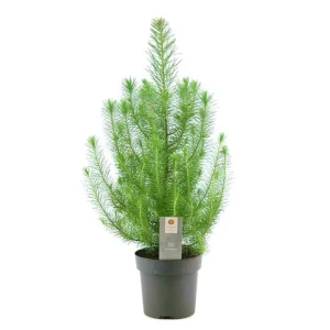 Pinus Pinea Plata Crest M17 50cm