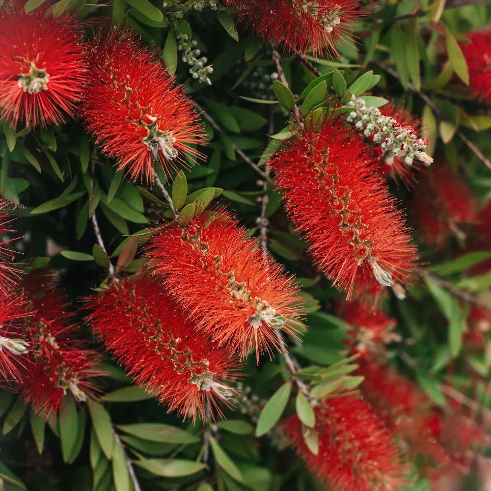 Planta de Interior Callistemon citrinus 'Splendens'