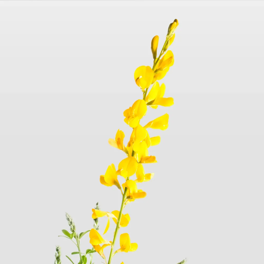 Planta de Interior Genista maderensis