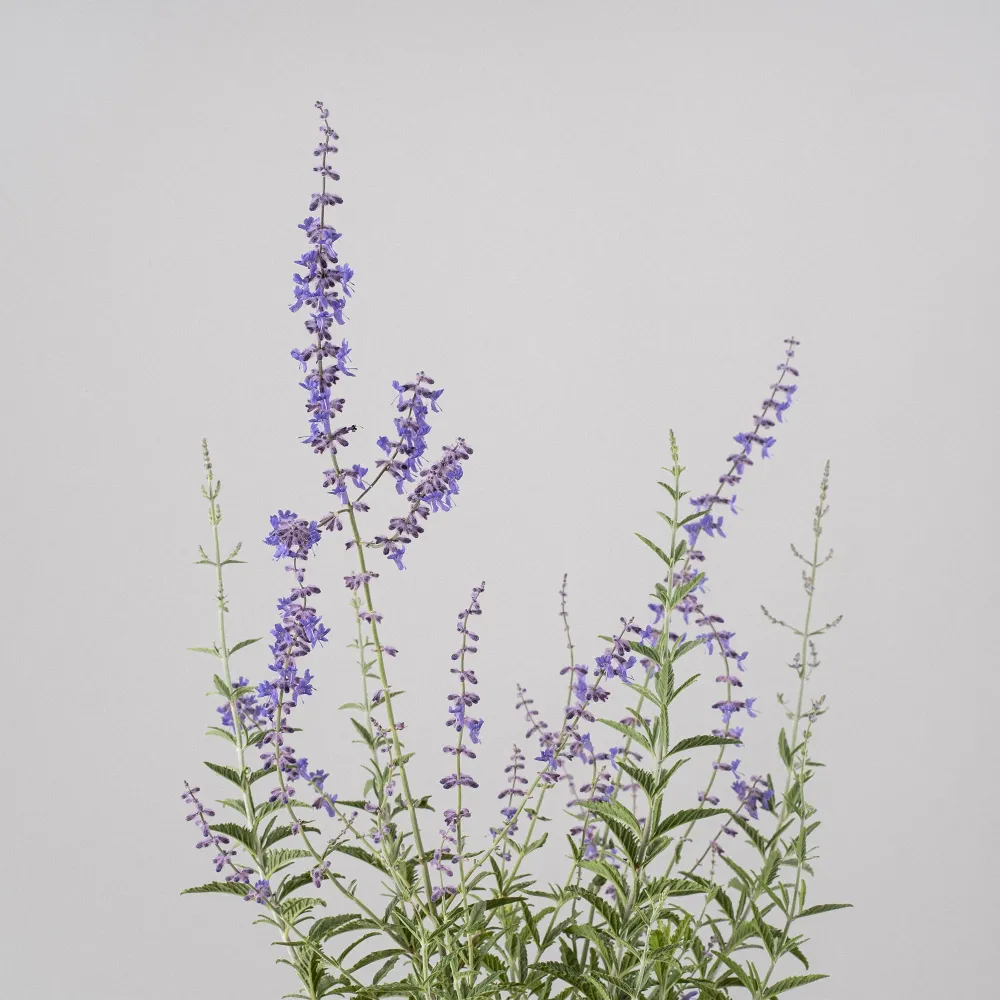 Planta de Interior Perovskia atriplicifolia 'Blue Spire'