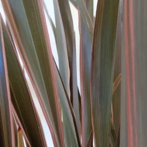 Planta de Interior Phormium tenax 'Pink Stripe'