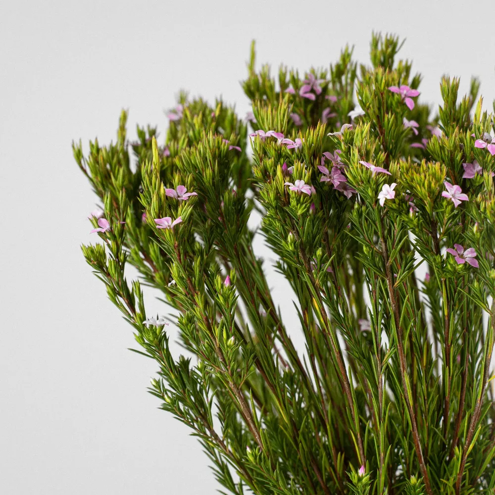 Plántula de Diosma hirsuta 'Pink Fountain'