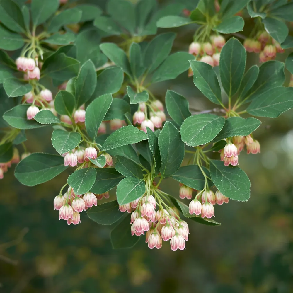 Plántula de Enkianthus campanulatus