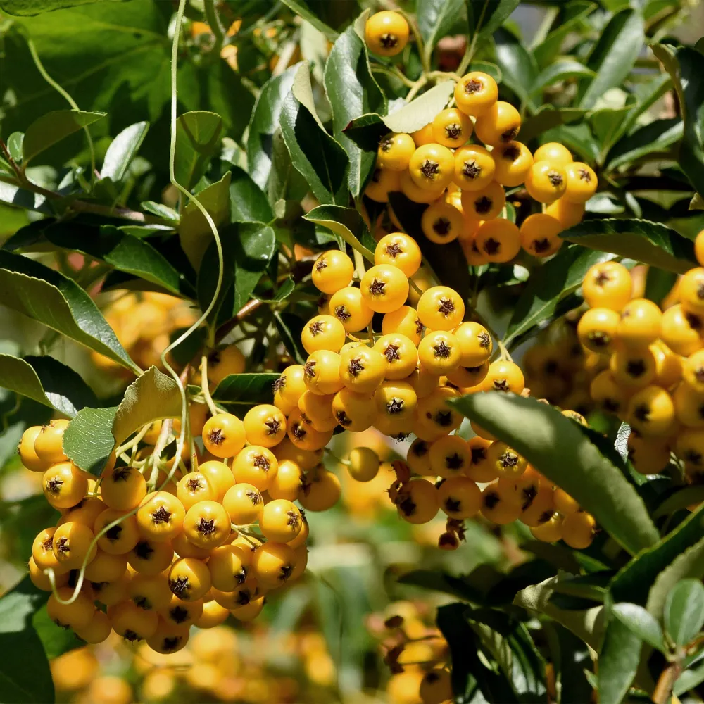 Plántula de Pyracantha coccinea 'Soleil d‘Or'