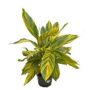 Premium Certificado Alpinia Zerumbet Variegata M30 90cm (jengibre Variegado)