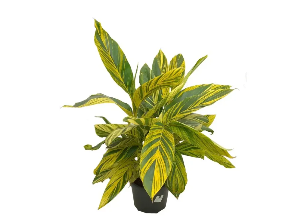 Premium Certificado Alpinia Zerumbet Variegata M30 90cm (jengibre Variegado)