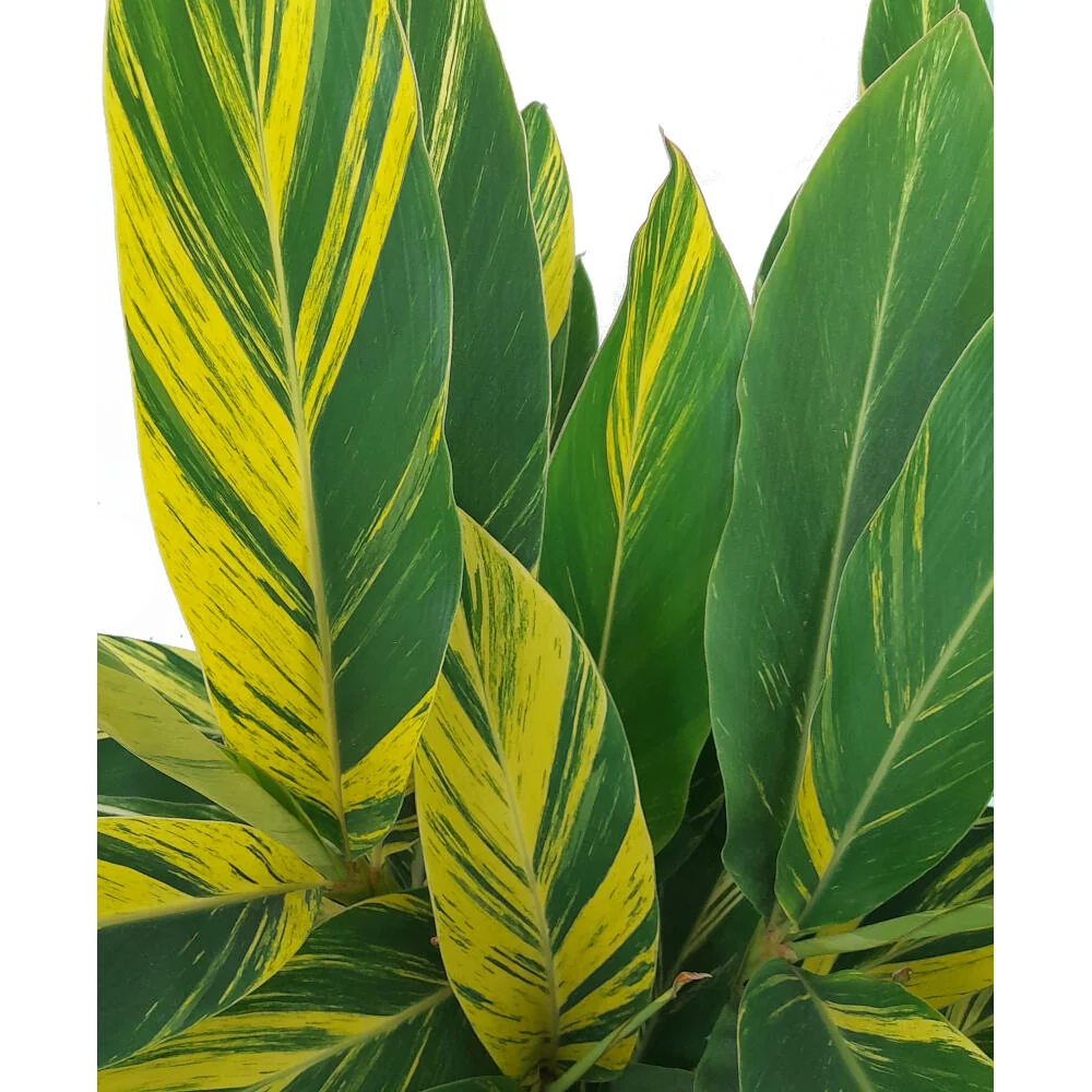 Premium Certificado Alpinia Zerumbet Variegata M30 90cm (jengibre Variegado)