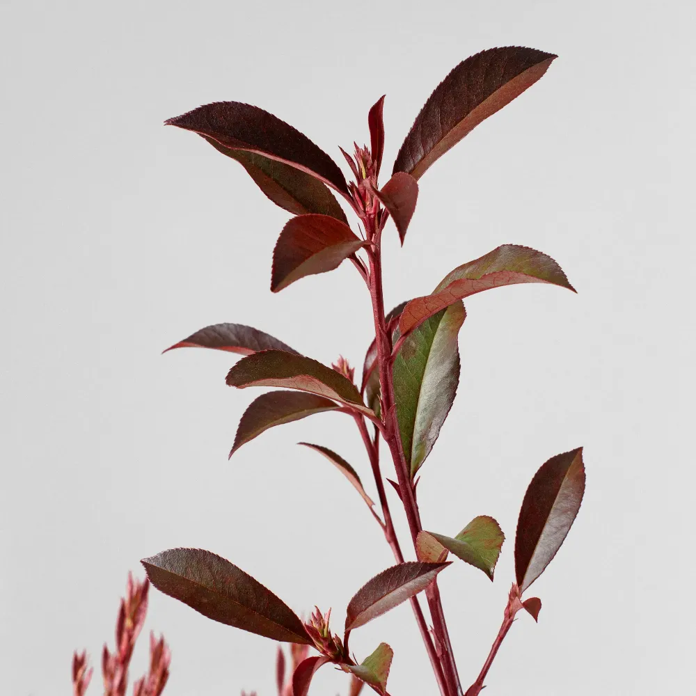 Premium Certificado Fotinia fraseri 'Carré Rouge'
