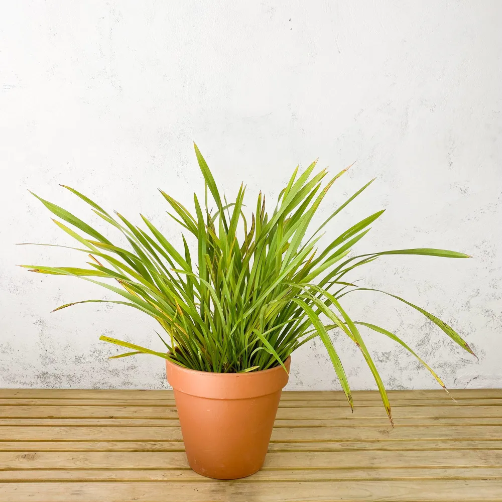 Premium Certificado Phormium tenax
