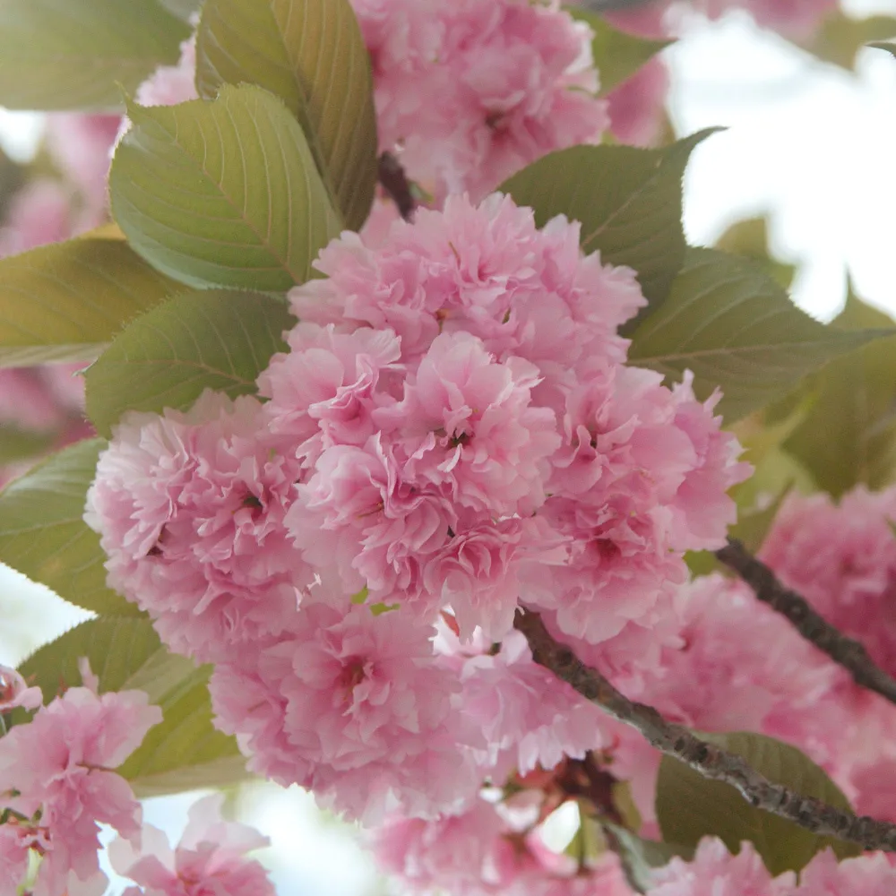 Prunus serrulata 'Kanzan' Resistentes Sequí