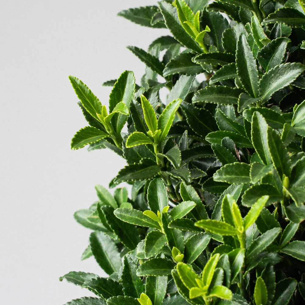 Resistente la Intemperie Evónimo enano verde - Euonymus pulchellus