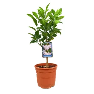 Resistente la Intemperie Tabernaemontana Coronaria M22 70cm