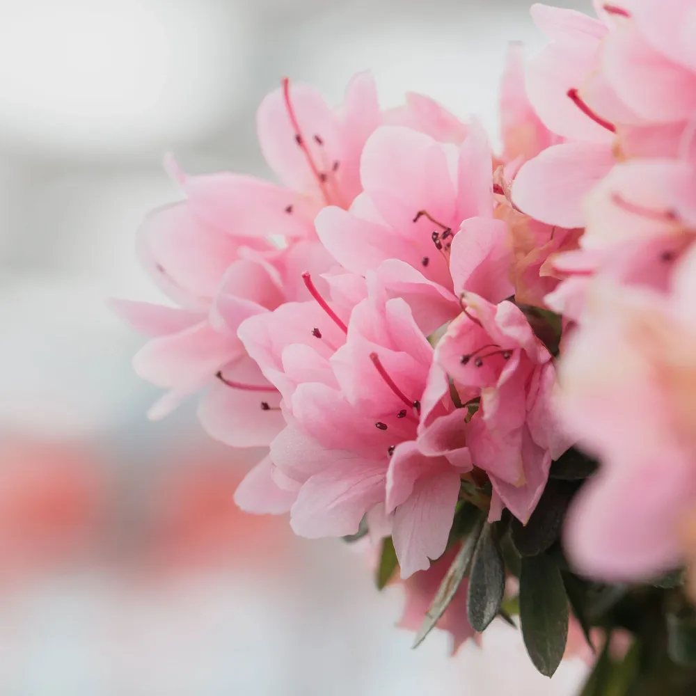 Rhododendron × hybridum Resistentes Sequí