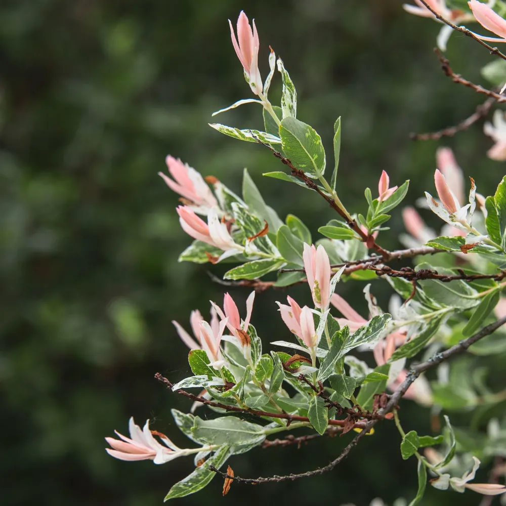 Salix integra 'Hakuro Nishiki' (Sauce)