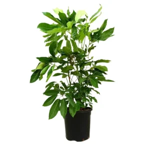 Schefflera Actinophylla M30 150-170cm de Crecimiento Rápido