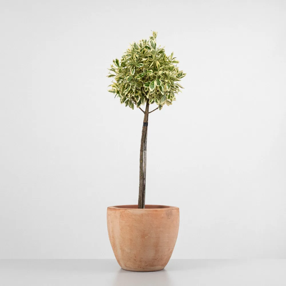 Semillas de Hortaliza Evónimo Bravo en árbol - Euonymus japonicus 'Bravo'