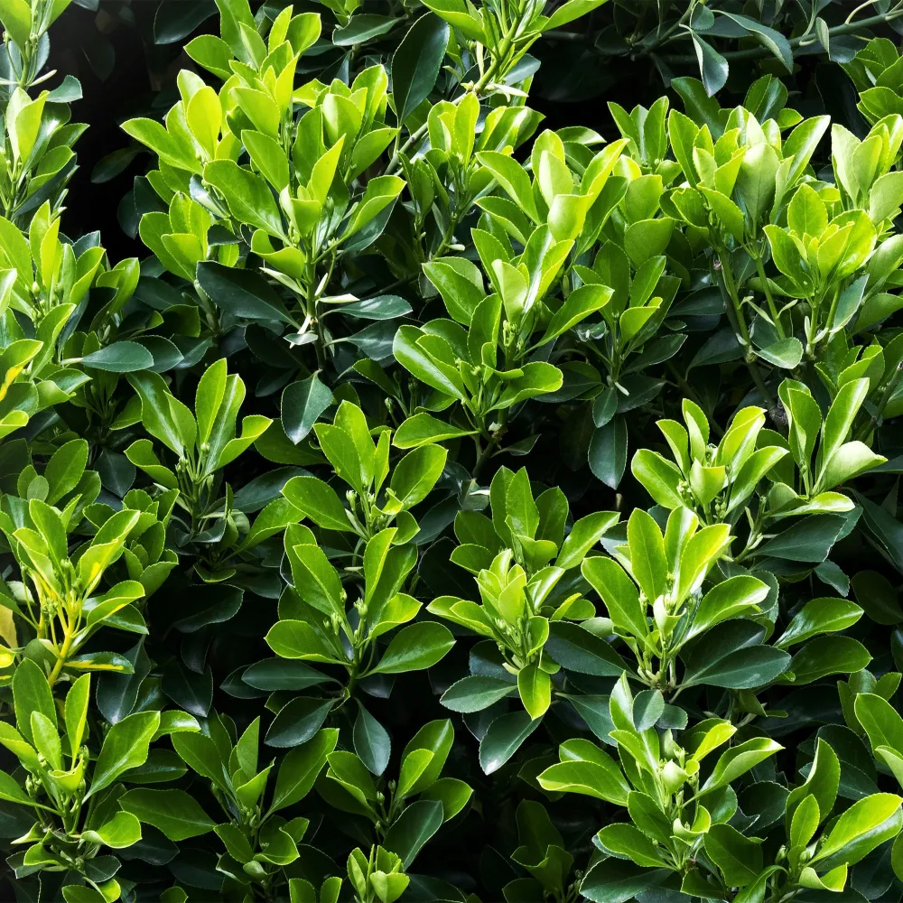 Semillas de Hortaliza Evónimo verde - Euonymus japonicus