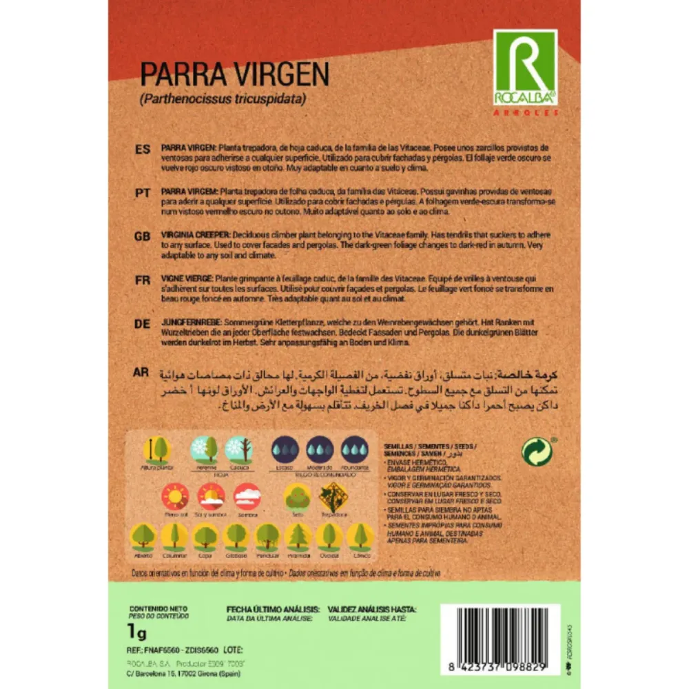 Semillas de Parra virgen Parthenocissus tricuspidat Resistentes Sequí