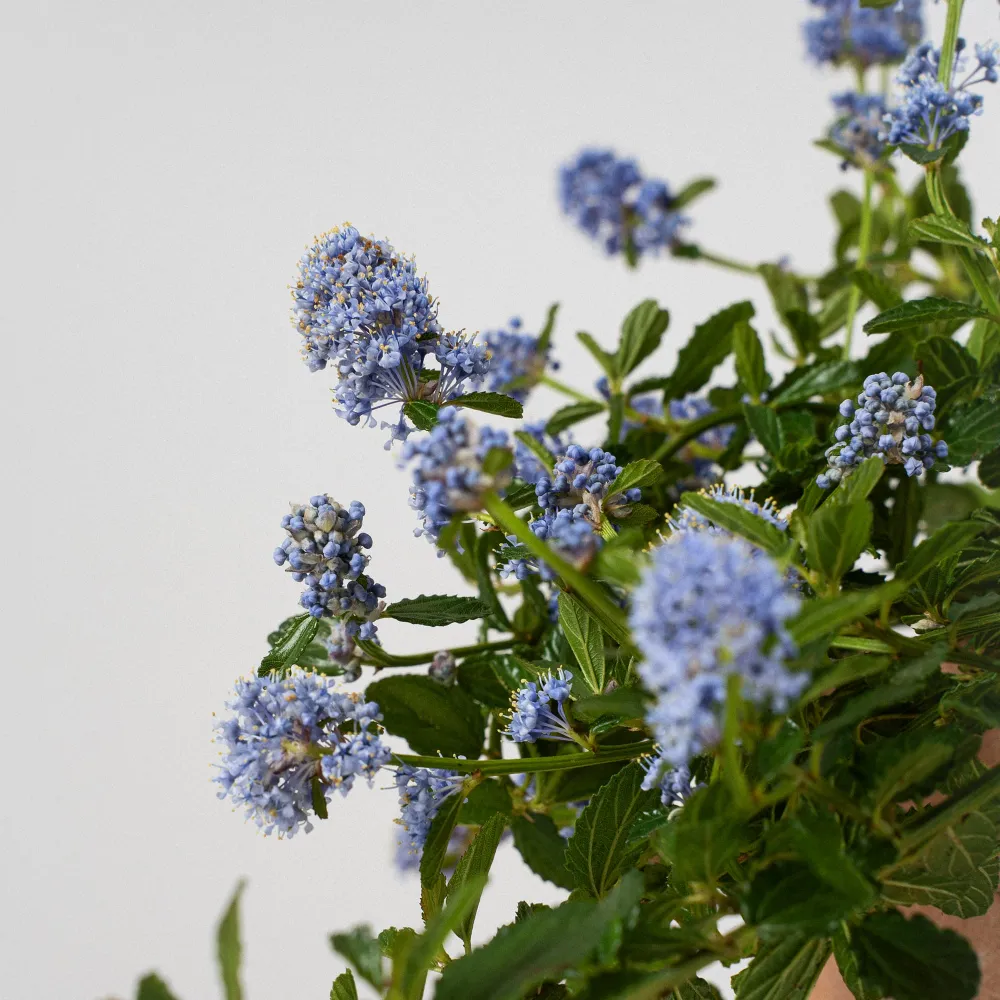 Set de Hierbas Ceanothus thyrsiflorus var. repens