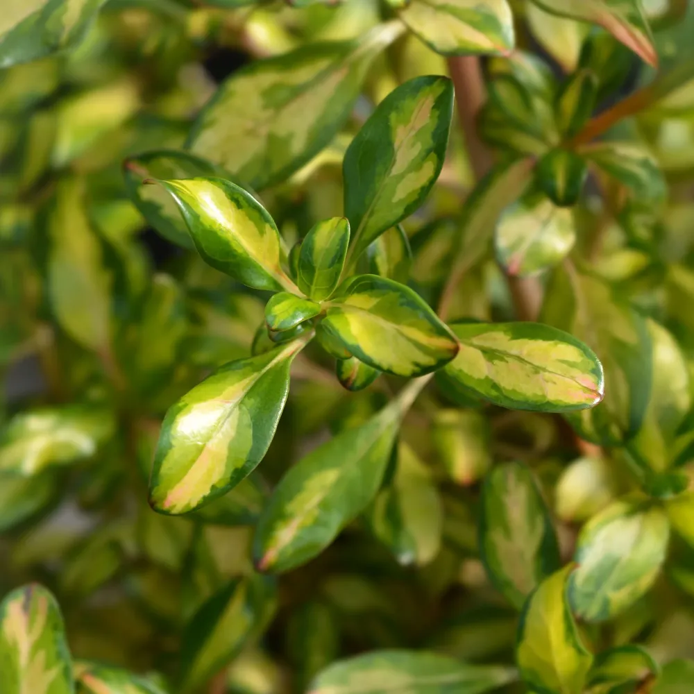 Set de Hierbas Coprosma 'Lemon and Lime'