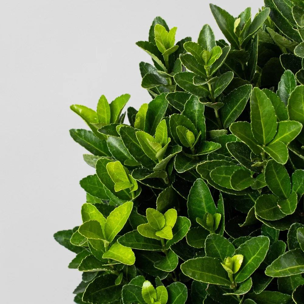 Set de Hierbas Evónimo compacto verde - Euonymus japonicus 'Compactus'