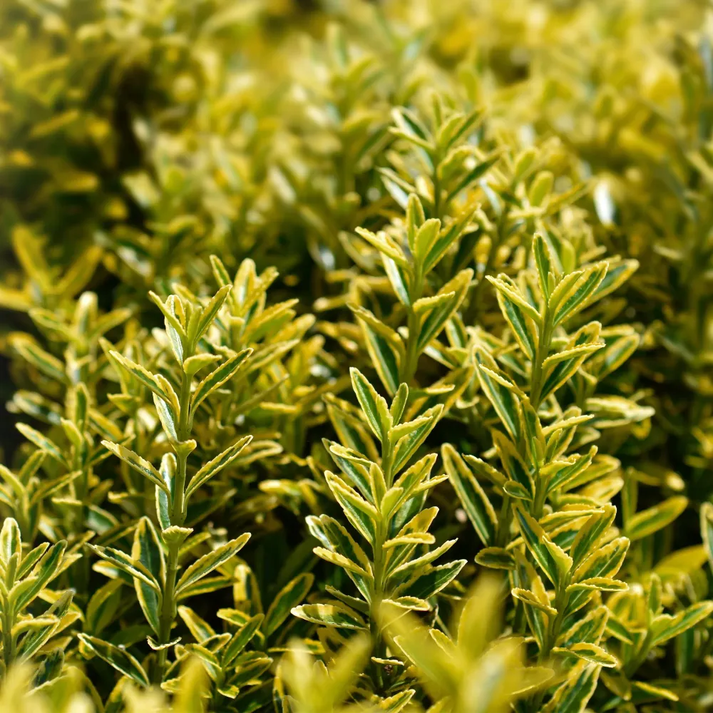 Set de Hierbas Evónimo enano dorado - Euonymus pulchellus 'Aurea'