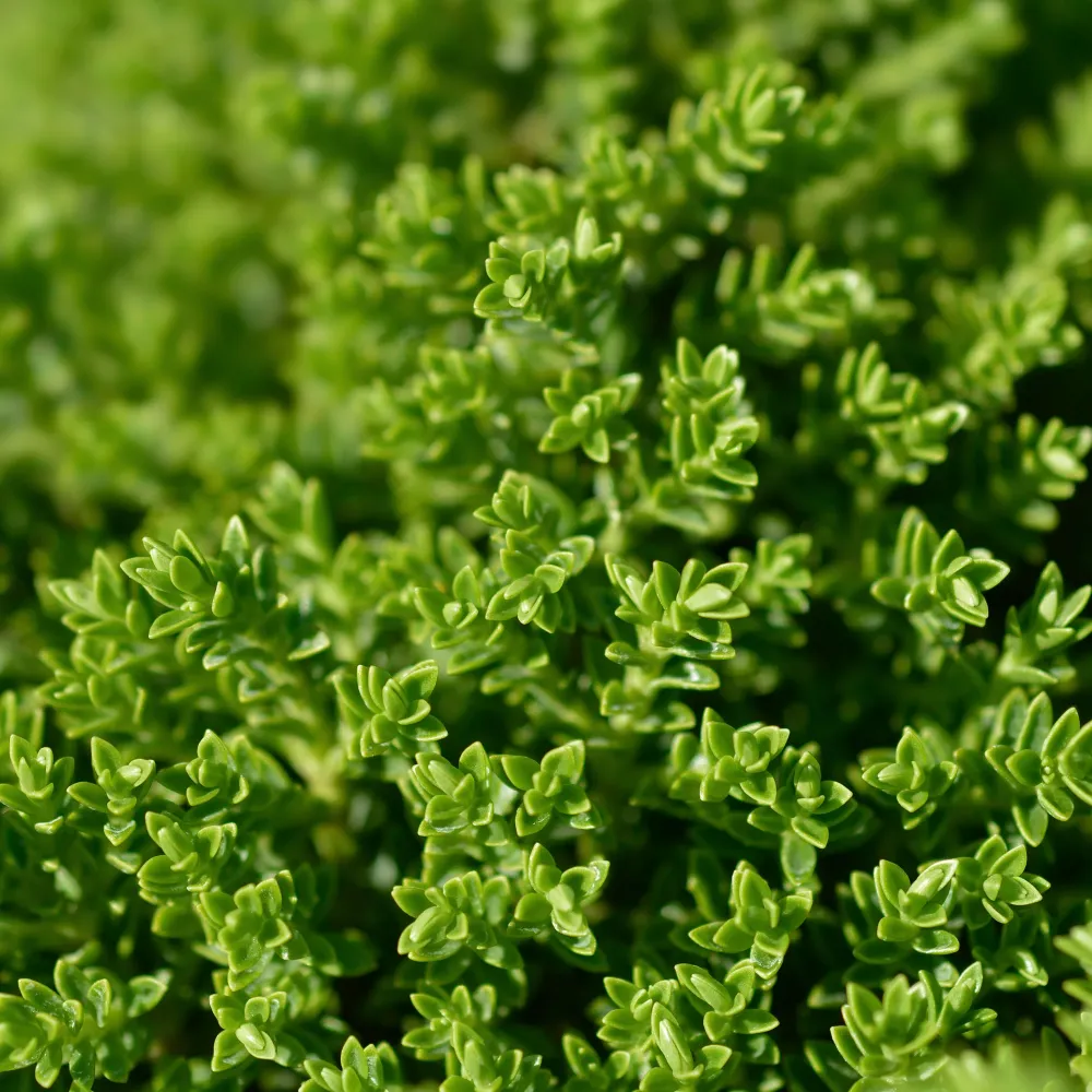 Set de Hierbas Hebe Veronica 'Emerald Gem'