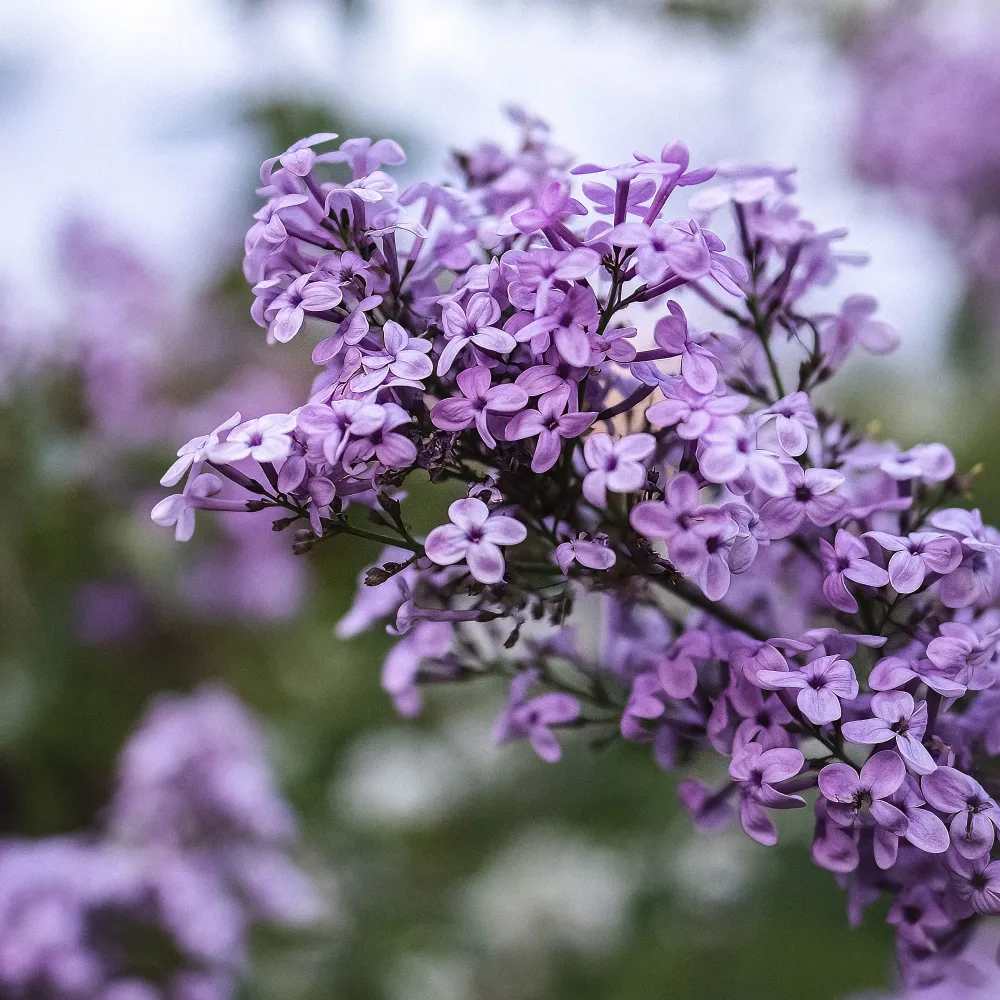 Syringa vulgaris (Lilo) para Zona de Sombra
