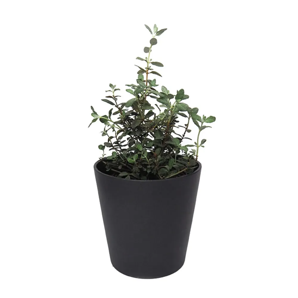 Teucrium fruticans con Instrucciones de Cultivo