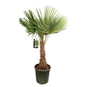 Trachycarpus Fortunei Tronco 35-40cm M35 120-150cm Resistentes Sequí