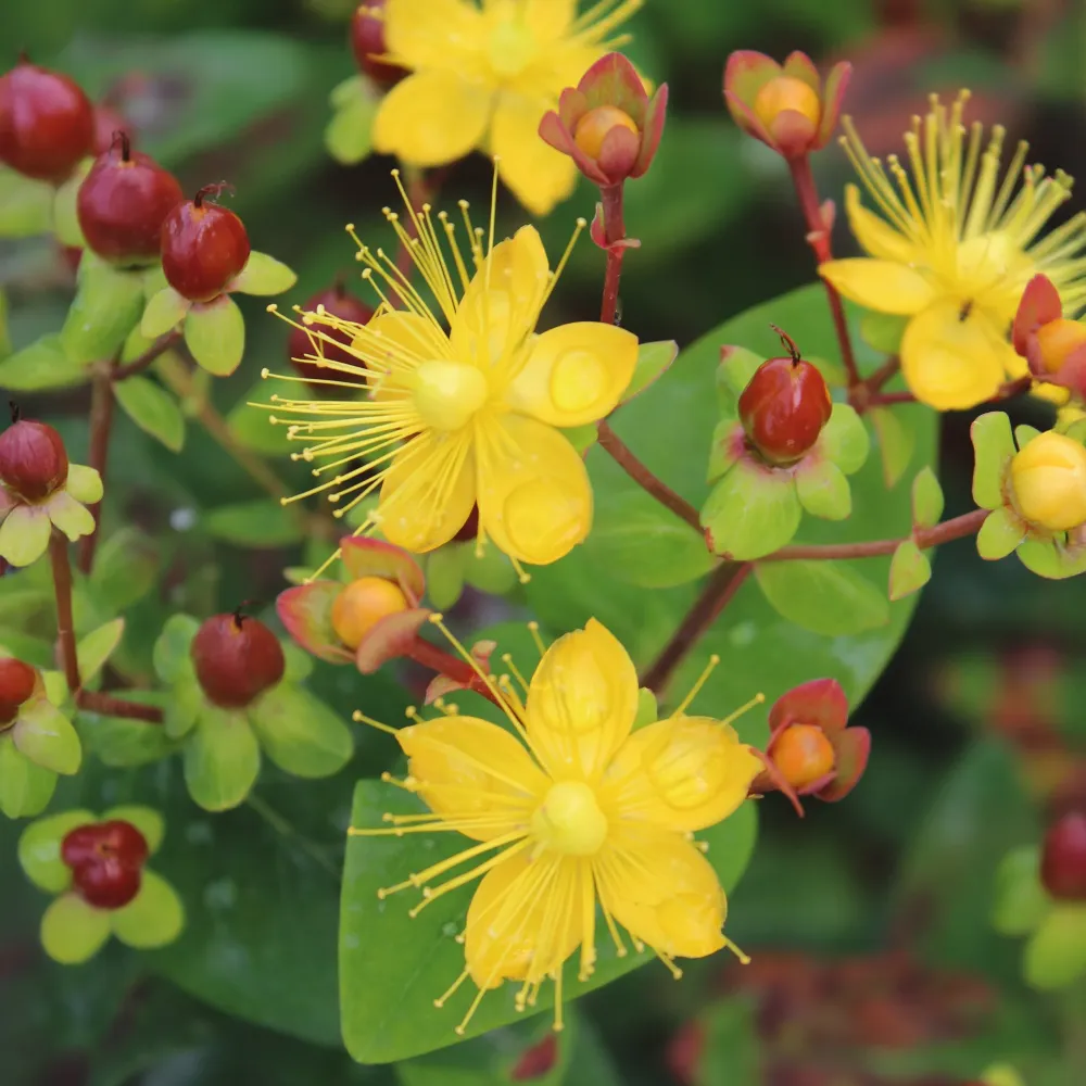 Variedad Autóctona de Hypericum × inodorum 'Red Berry'