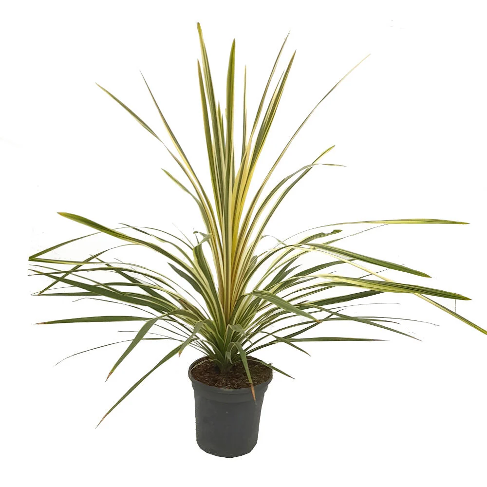 Variedad de Jardín Cordyline Torbay Dazzler M20 100cm