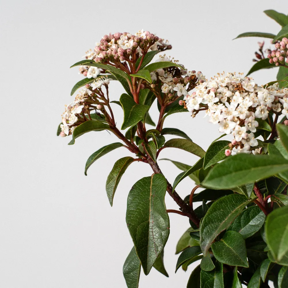 Variedad de Jardín Viburnum tinus (Durillo Habitual