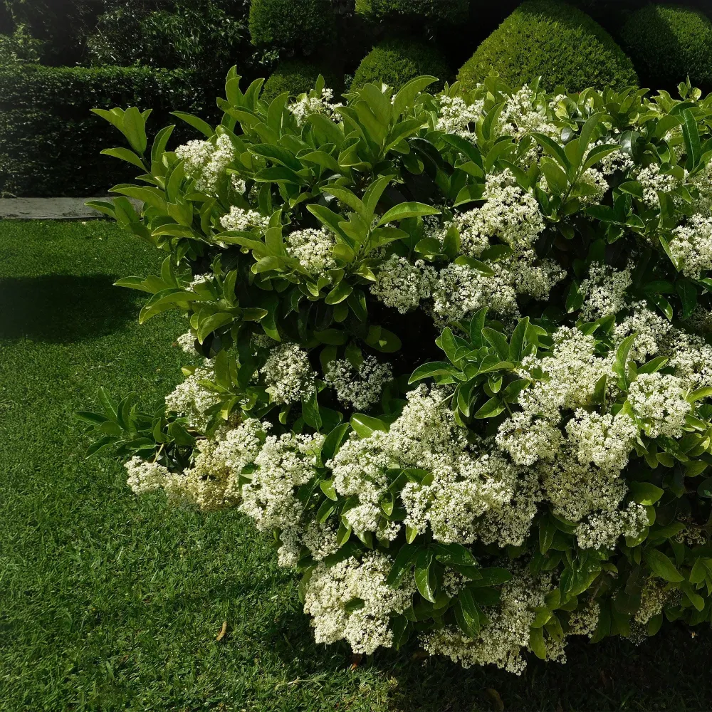 Viburnum odoratissimum 'Lucidum' Listas para Plantar