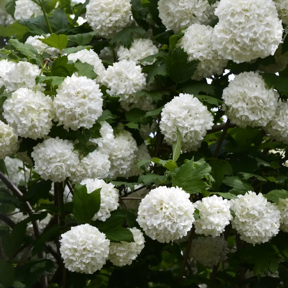Viburnum opulus 'Roseum' (Bola de Nieve, Mundillo) | No Transgénicas |