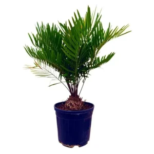 Zamia Floridiana M22 50 - 60cm Resistentes Sequí
