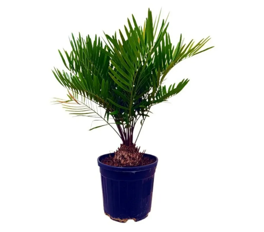 Zamia Floridiana M22 50 - 60cm Resistentes Sequí