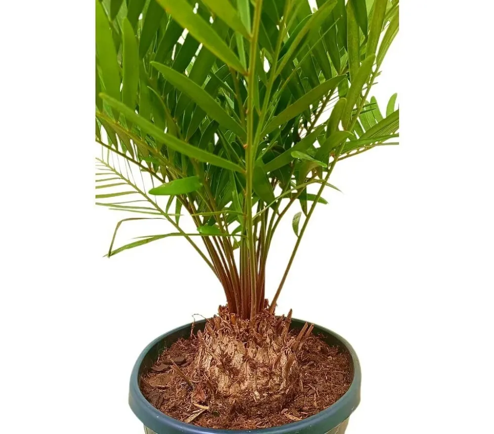 Zamia Floridiana M22 50 - 60cm Resistentes Sequí