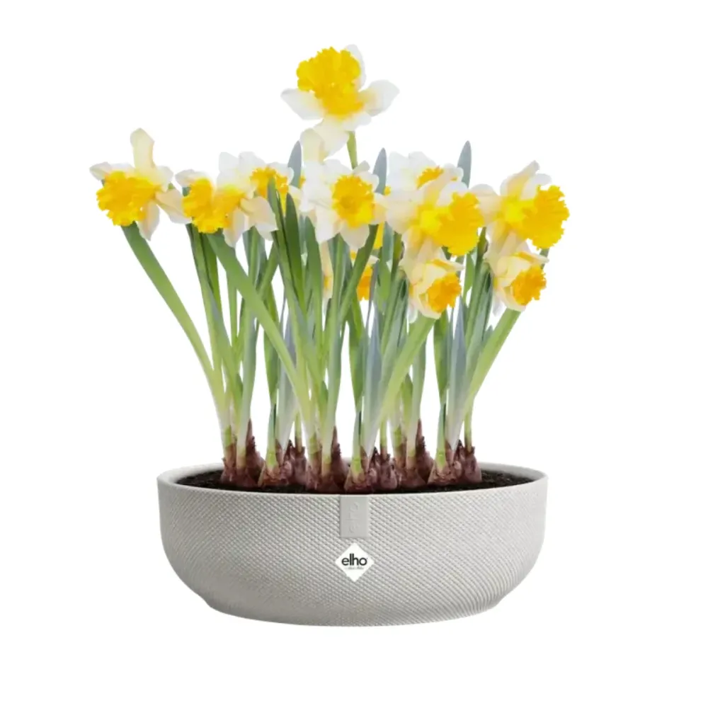 Banco de Siembra con Bowl redondo Jazz bowl 28 cm Elho