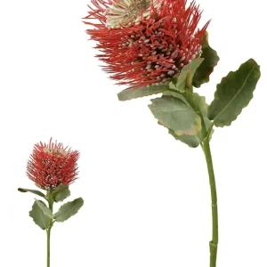 Banksia. 55 Cm. Rojo. de Madera de Cedro