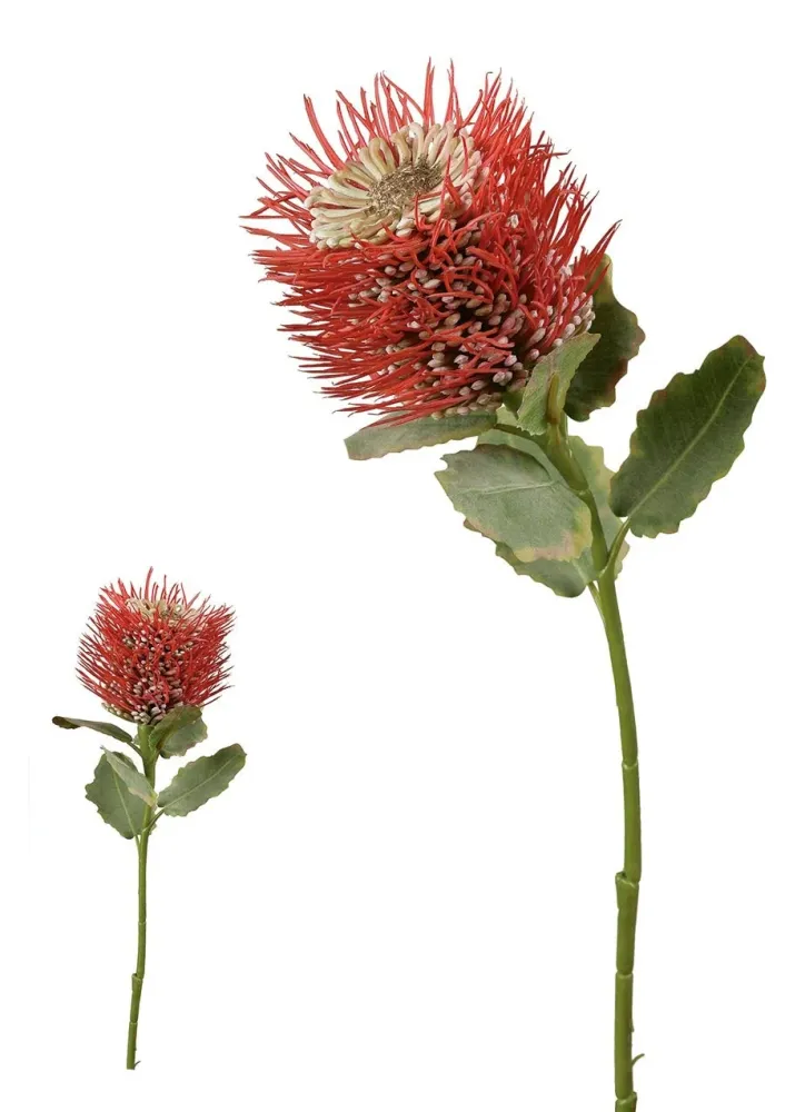 Banksia. 55 Cm. Rojo. de Madera de Cedro