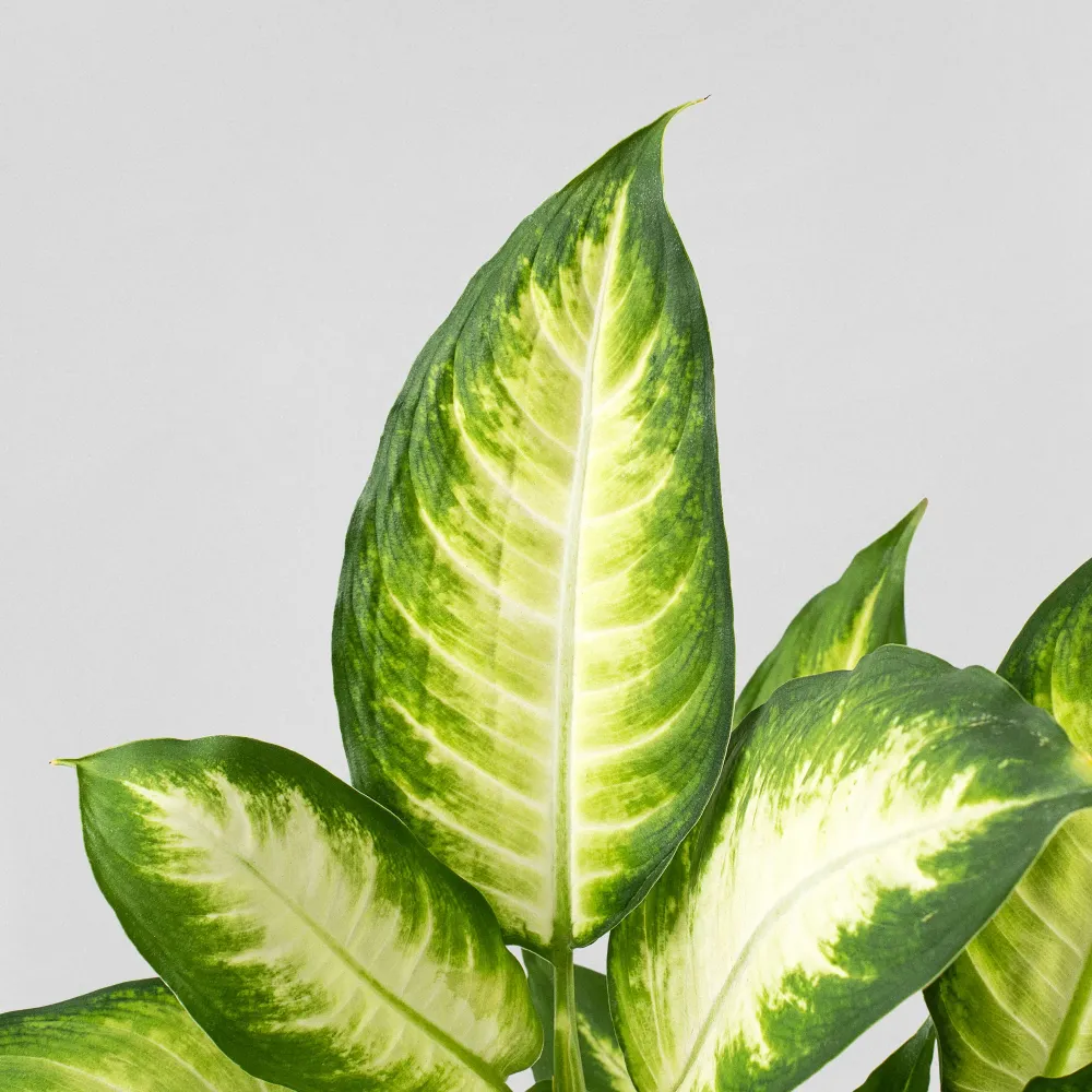 Dieffenbachia 'Camilla' | Temporizador Programable |