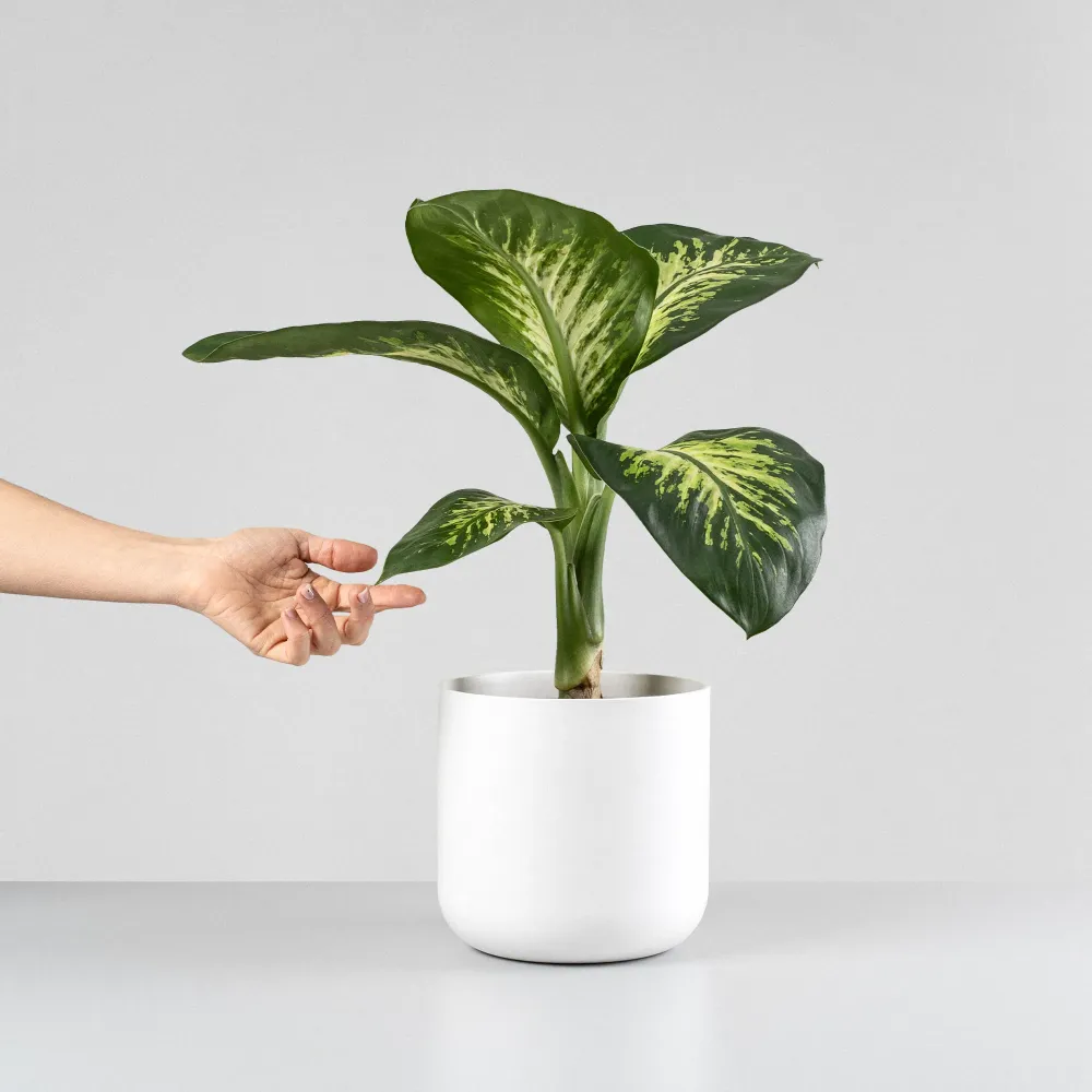 Dieffenbachia 'Tropic Lemon' Compatible con Enchufe EU