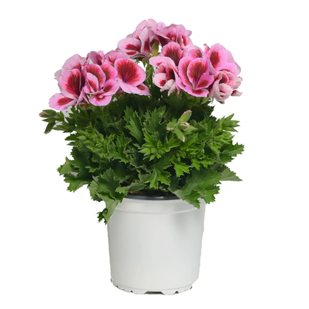 Geranio Pensamiento grandiflorum rosa para Plantas de Sombra